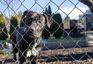 dog behind fence